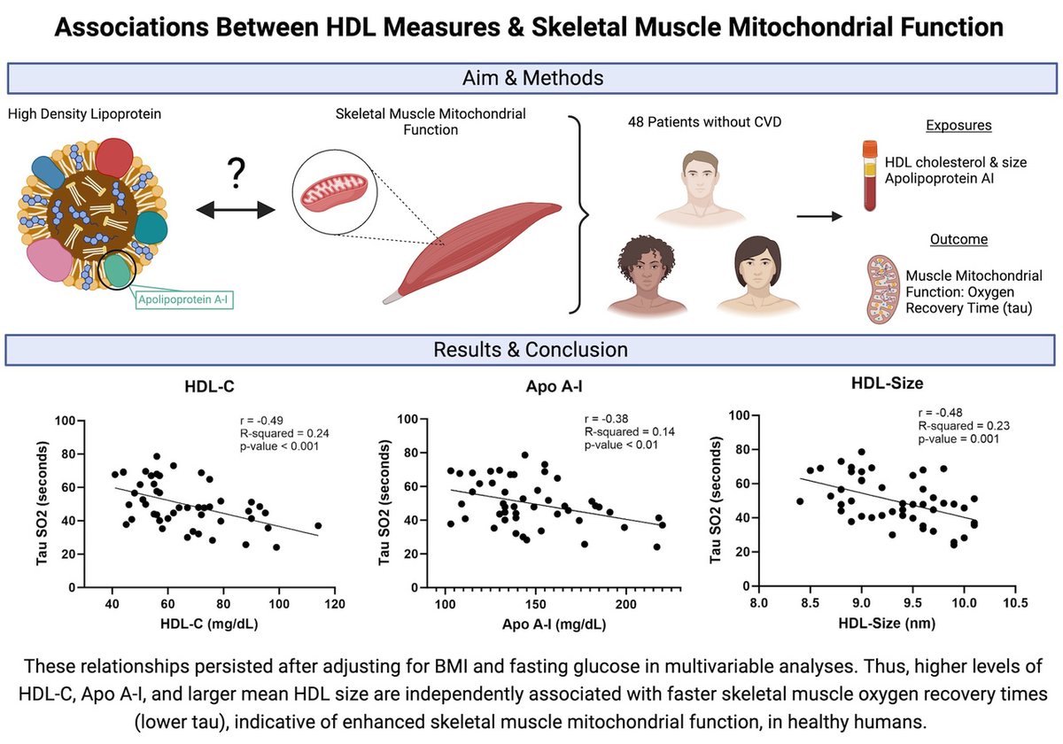 Check out this recent publication from @GiaconaJohn, PhD, PA-C, CHC, 'HDL-C and Apolipoprotein A-I are Independently Associated with Skeletal Muscle Mitochondrial Function in Healthy Humans' at bit.ly/48QJnND 📰