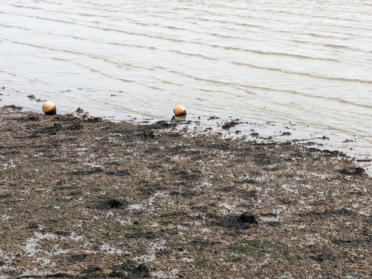 #BirdsFromFarAway as well as the stunning Oystercatchers seen here there were about 20 Turnstones blending in with the seaweed and mud🔍🐦‍⬛😉