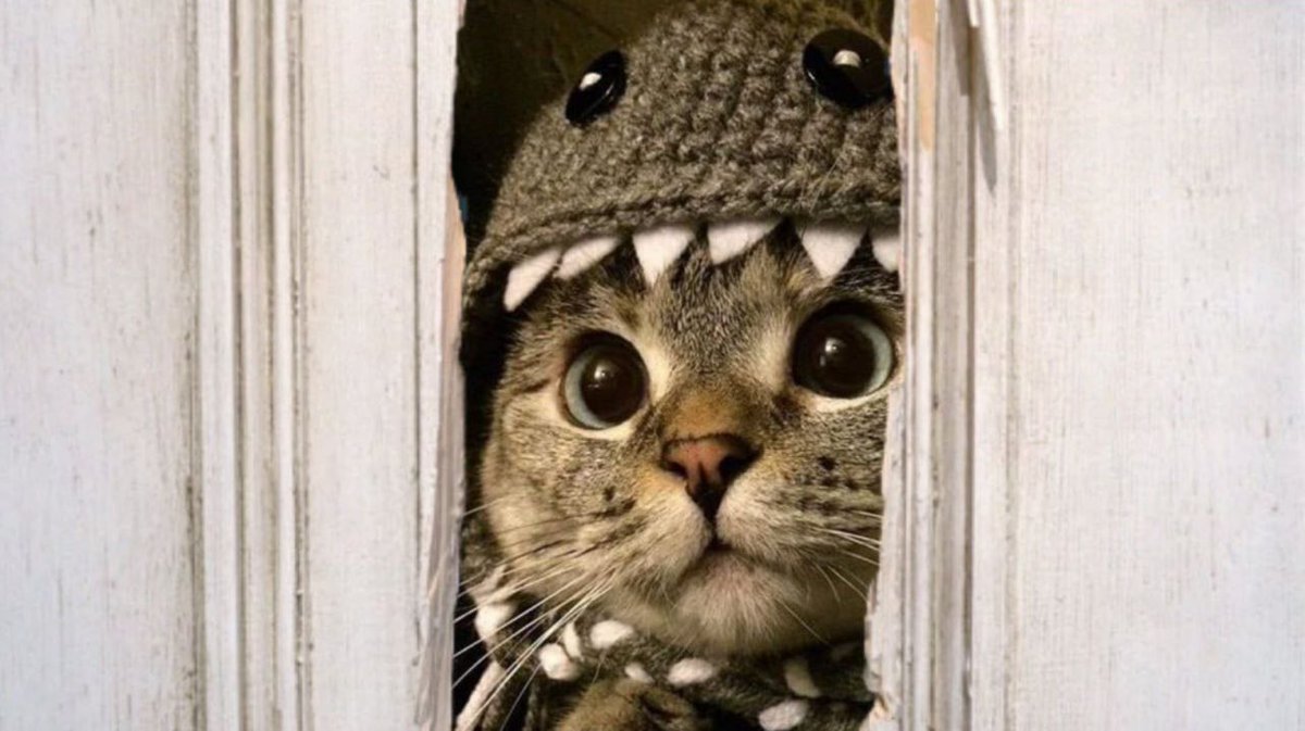 Moonpl0x's tweet photo. 🦈🐱 Shark Cat Team Update: 

Since our community takeover (March 26, 2024) we have been working (quite literally) around the clock to bring this project to the next level. We are a team of 10 and there are a lot of moving parts. 

Goals we’ve achieved so far:

-  CMC listing.
-  CoinGecko listing.
-  LBank exchange listing.
-  8k Twitter followers wif a team working on it 24/7.
-  4k Telegram members.
-  Telegram sticker pack created by the BroHalla NFT team.
-  Website - https://t.co/6jqYtznjzy
-  The creation of https://t.co/k5JzIIU8cL - allows anyone to hat their memes/pictures.

Ongoing/near future:

-  We are in direct contact with the Nala Cat team to discuss a potential partnership. Emails, zoom calls, a lot of moving parts.
-  Audit: we are currently in the process of being audited, this will help in the long term by meeting larger CEX’s listing criteria.
-  Widget: we have a widget in development that is expected to be available on the AppStore within the next 2-3 weeks, this will allow you to track the price of $SC directly from the home/lock screen of your phone.
-  CEXs: we have applied for numerous CEX listings, these are still in progress and we are awaiting responses back (Kraken, UpBit, HTX, Bitfinex just to name a few). We know exchanges are something you guys really want, we do too. However, we have a no-pay approach when it comes to listings as we want to maintain the organic nature of the project. By not paying we force exchanges to market buy their supply, directly benefitting Shark Cat’s long term health. 
-  Store: we have hats in development and are expecting a sample to arrive this upcoming week, we plan to launch a store in the near future to support Shark Cat directly.
-  Content/Marketing: we are working wif artists/video makers on the content/meme side.

We can’t share *much* about this yet or our marketing plans but take the bags under our eyes as word for it— we are cooking wif gas. 🏊
