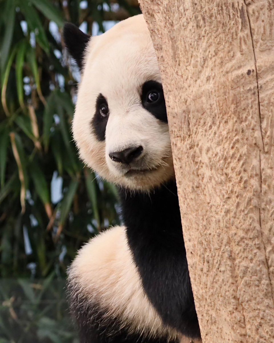 thanh40180's tweet photo. Who plays hide and seek with Fubao? #fubao #fubaopanda #panda https://t.co/5VL6cnEfym