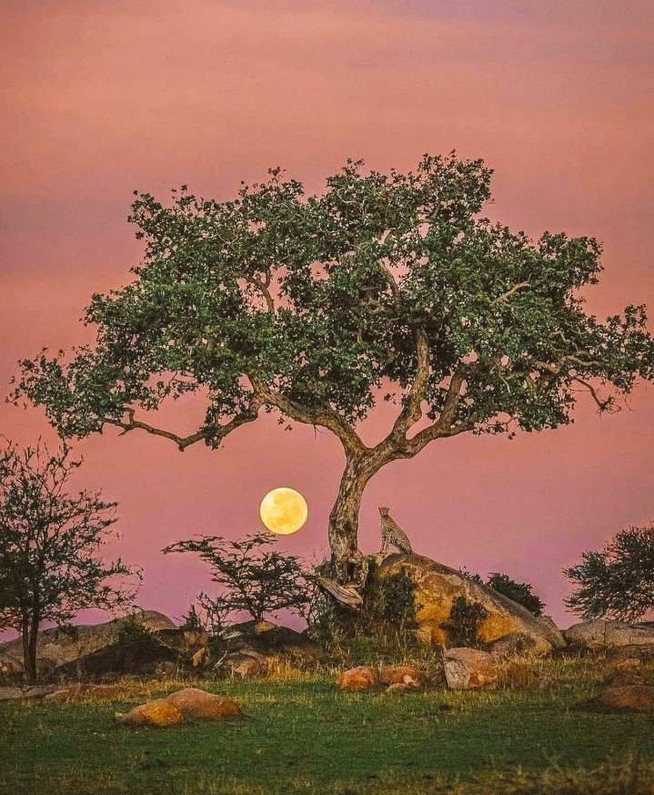 🌳🌕 Good Evening Full Moon #NaturePhotography #NatureBeauty