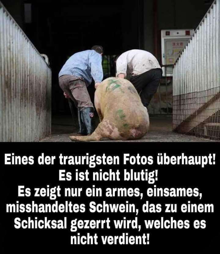 Gem_f_d_Tiere's tweet photo. RUHE IN FRIEDEN!😢

Mensch, erhebe dich nicht über die Tiere: Sie sind sündlos, du aber mit deiner Erhabenheit befleckst die Erde.“ (Fjodor Michailowitsch Dostojewski)

TIERE SIND MIT UNS UND NICHT FÜR UNS AUF ERDEN! https://t.co/fC3HWyWhPN