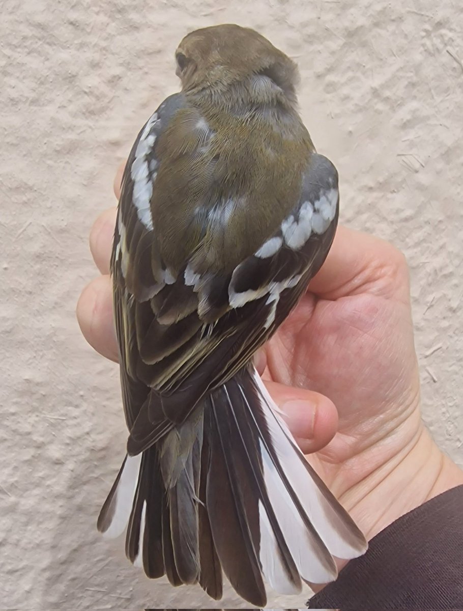 Another class bird at @gonhsgib female African Chaffinch this afternoon, plus several Short toed eagles and Black kite over, @slashercutts @wizz15, look at that bill!