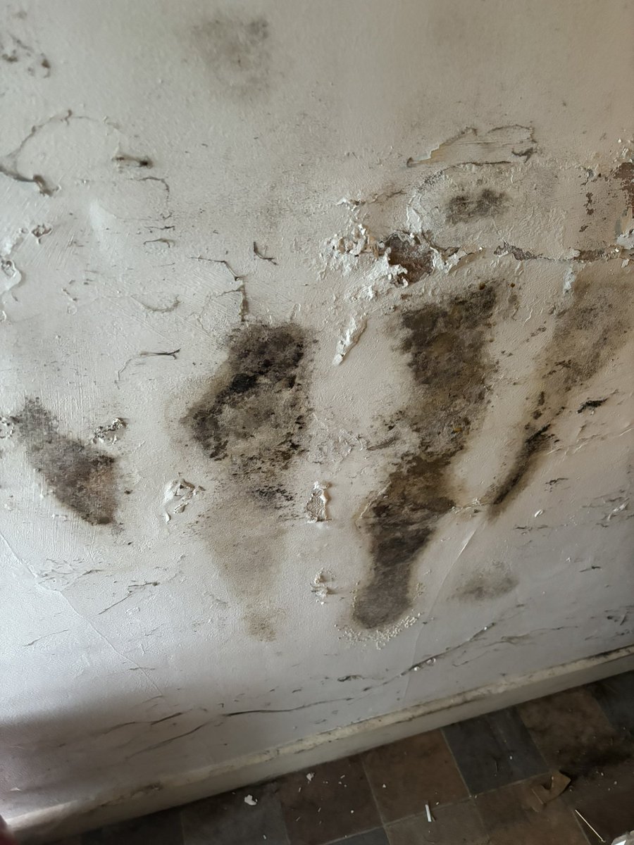 DianaCameron70's tweet image. Last night’s discovery of the black mould wall update:  loads of bleach mix : scrubbed four times… looking better already. 😵‍💫😵‍💫🙀🙀

I can’t breathe but hey ho ! 

Before and after pics #Mould #OldCottage