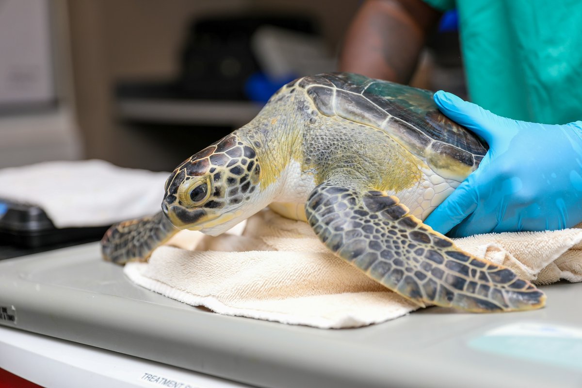 NEAQ's tweet image. #DYK that a turtle's shell is actually part of their skeleton? 🩻🐢

The shell, made up of two parts—the carapace (the top) + the plastron (the bottom)—are fused together on each side. As the turtle grows, so does their shell!

#TurtleShell #TurtleFacts