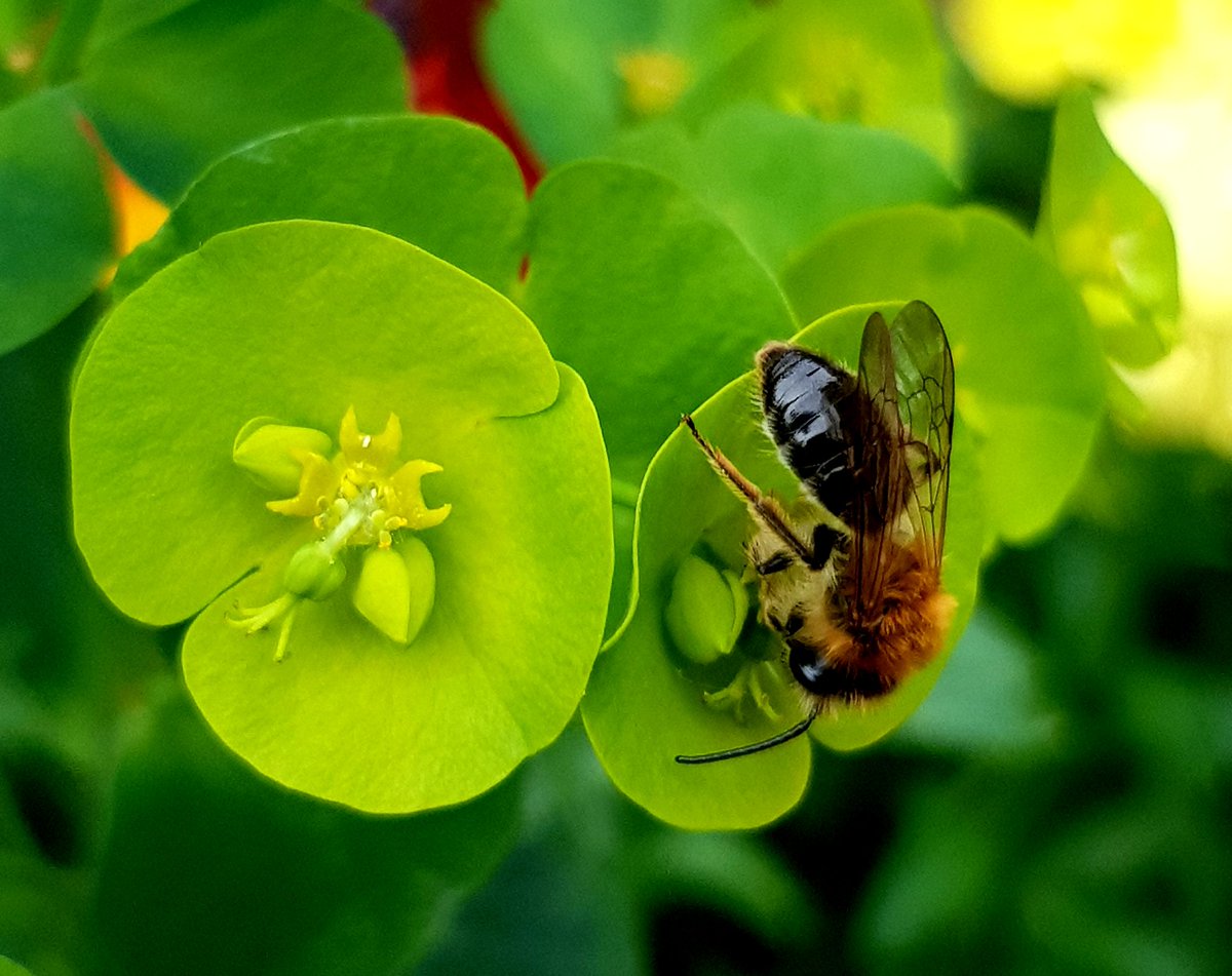 Bee on Euphorbia.