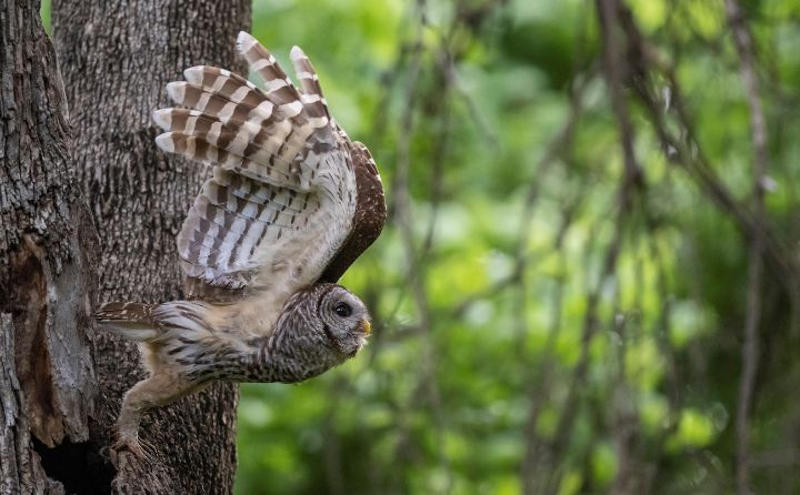 Art of the Day: 'Mama Barred Owl taking off'. Buy at: ArtPal.com/rshankar8080?i…