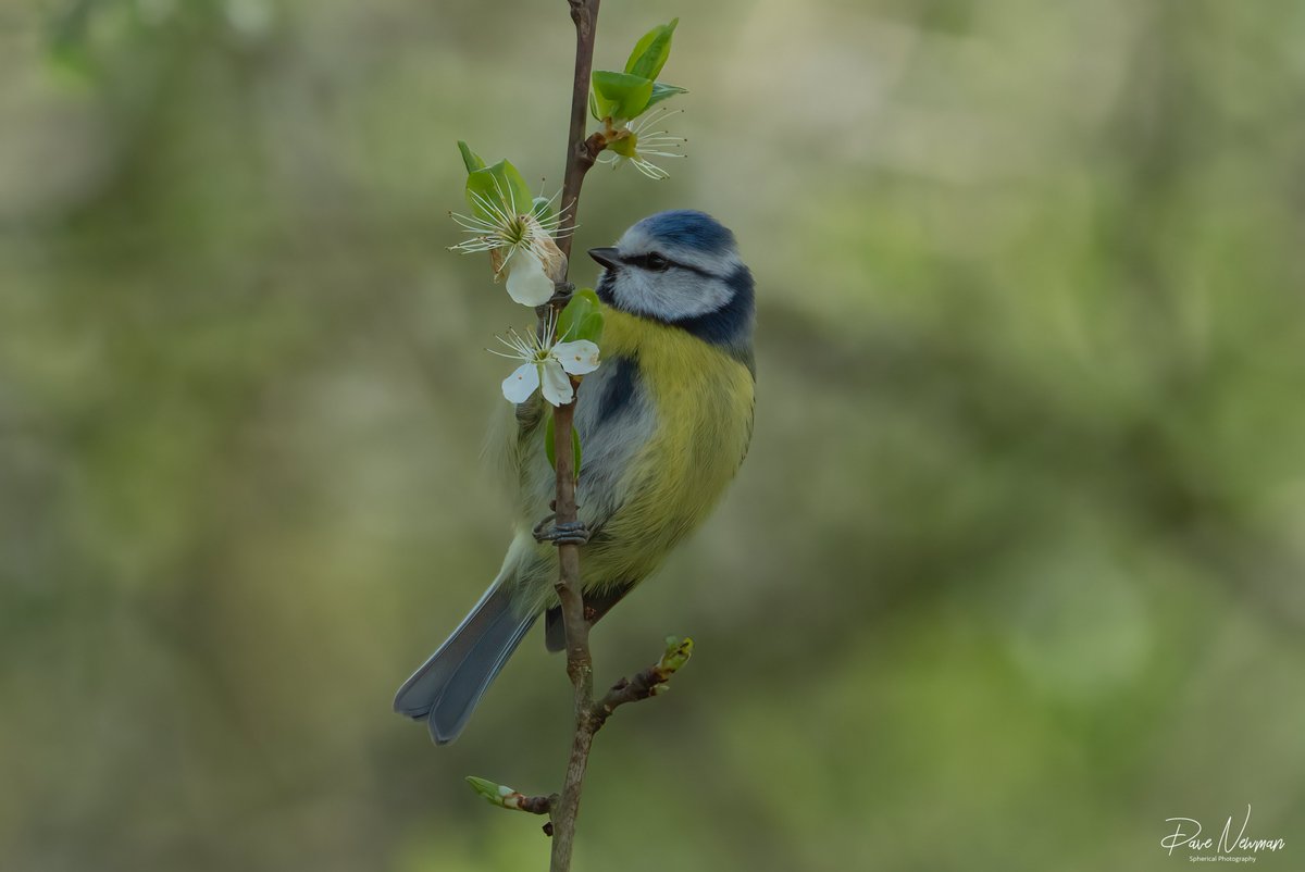 The pretty little #bluetit posing on the blossom bush from #ferrymeadows country park in #lincolnshire #birdwatching #birdphotography #bird #birds #blossoms #wildlifephotography #TwitterNatureCommunity #TwitterNaturePhotography #photooftheday #colours #SonyAlpha