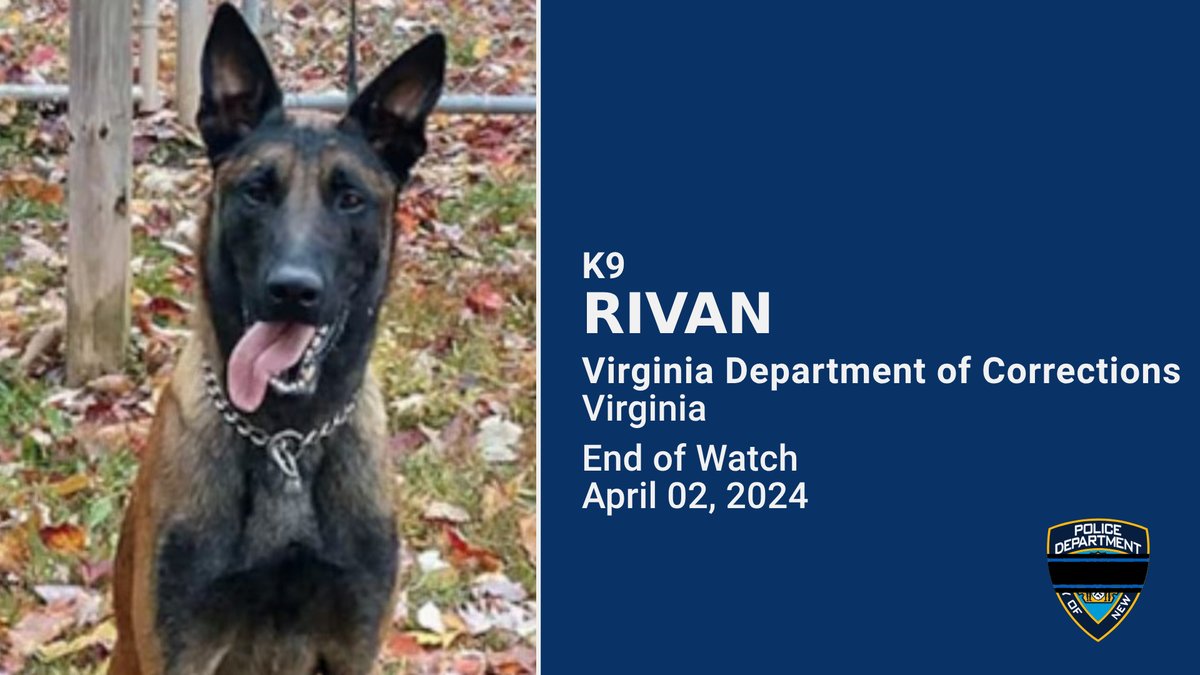 We send our condolences to the @VADOC for the loss of their four-legged partner K9 Rivan who was stabbed to death on 04/02/2024 while on duty. He served the department for 4 years and 9 months. Rest in peace, Rivan🐕