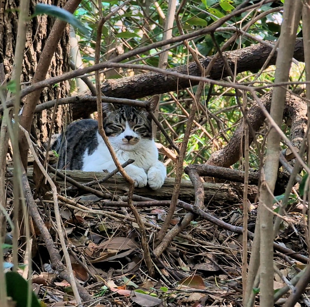 いや。。。

キャットウォーク欲しいって言ったけれども。。。

。。。

#猫好きさんと繋がりたい
#猫
#地域猫