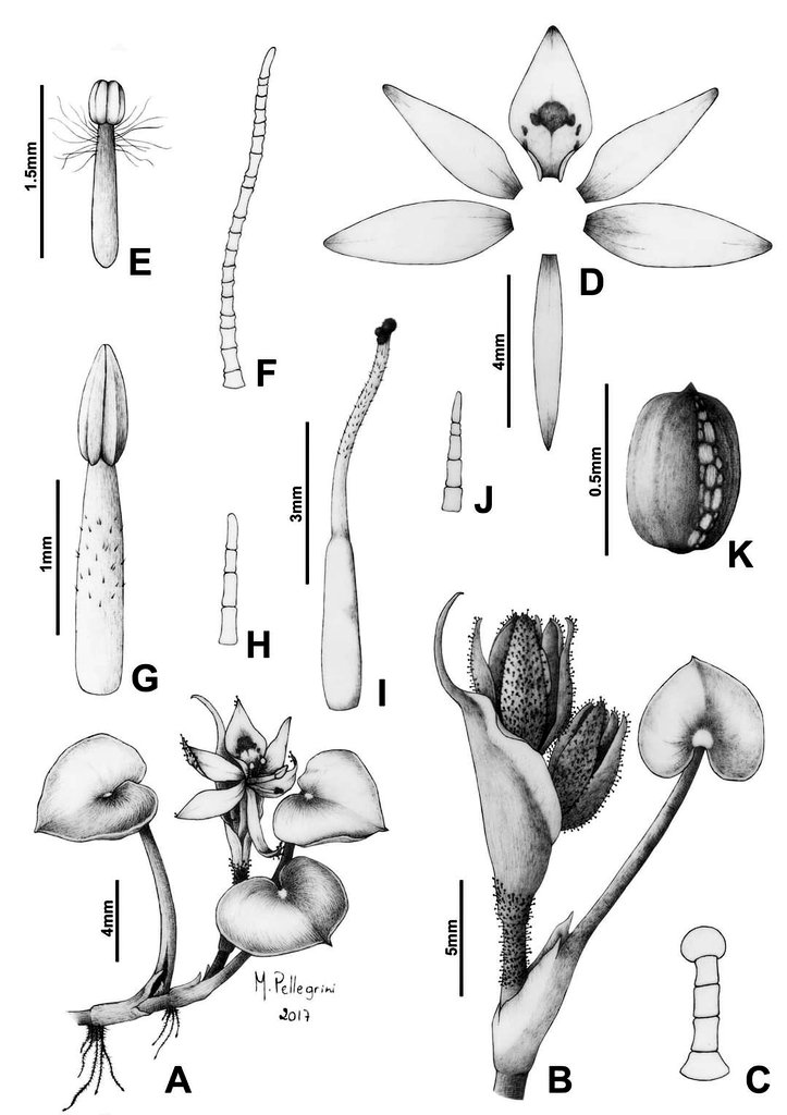 Dinagapostemon tweet picture