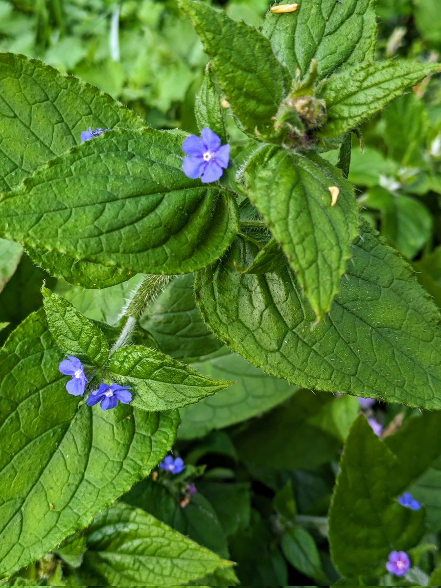 Guy Barter tweet media