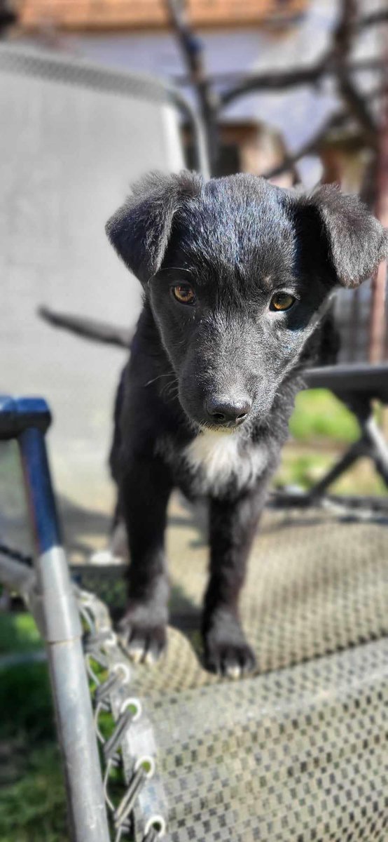 Little face!! 😍 This little lady - Snowdrop - is still waiting for her forever home to find her. Pls DM for more info.