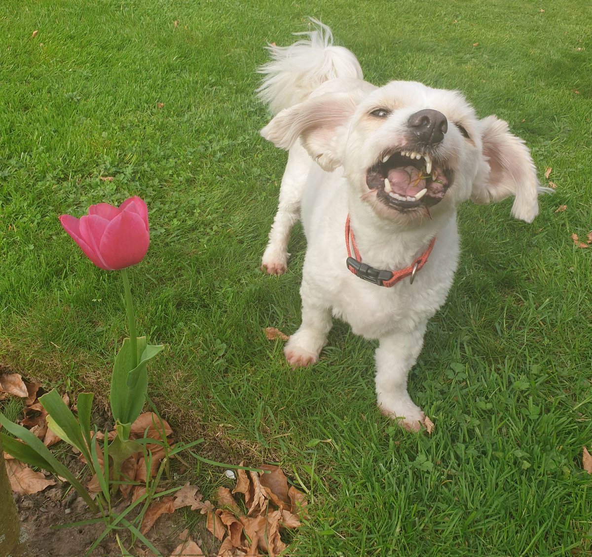 6 april 2024 18.22 uur . Ik zit gewoon nog buiten in de tuin in mijn T-shirt. 
En mijn hond eet opeens gras? #hetmoetnietgekkerworden