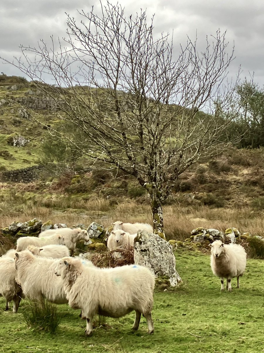 There’s just something about this stone and the sheep know it too. I watched them cluster around it - cold hands drawn to a flame.