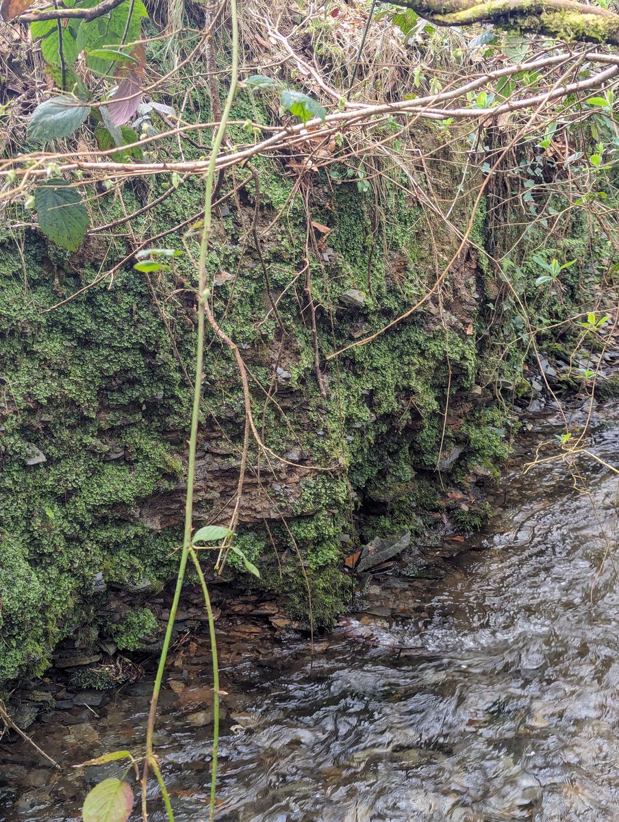 GroundwaterMike's tweet photo. Different perspectives on #water &amp; the Carboniferous #geology of Cornwall from coast to moor. Having a #GeolyHoliday https://t.co/VsulhmXpNG