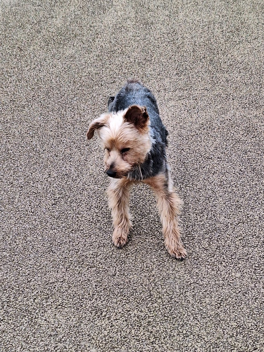*** Lost dog alert*** This little guy followed us home via the Bog Meadows. He's safe and well but we want to return him. Please contact if you're the owner.
