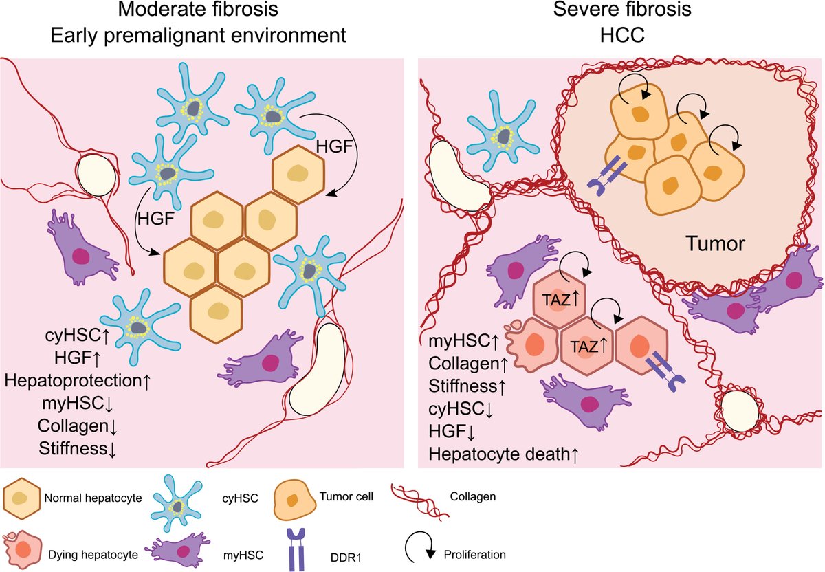 Review examines emerging landscapes of heterogeneity among hepatic stellate cells and targeting strategies for the treatment of chronic liver injuries. Check out the full article here 🔗ow.ly/Ikxr50R5OZC