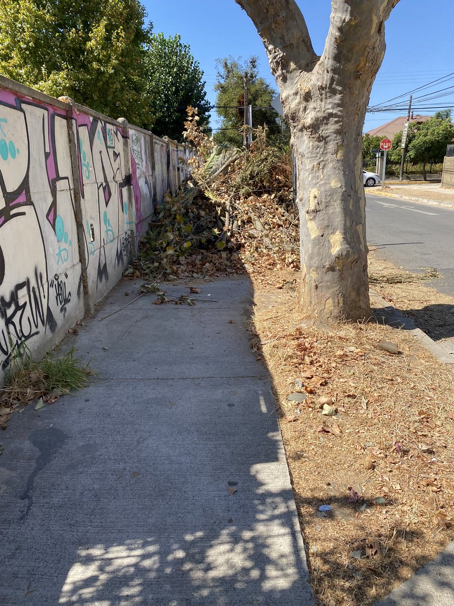 fpasi's tweet photo. Calle  Viena en villa alemana, hace más de 10 días que posaron los árboles y dejaron las ramas bloqueando la vereda ¡Qué buen trabajo! https://t.co/dintwH63mj