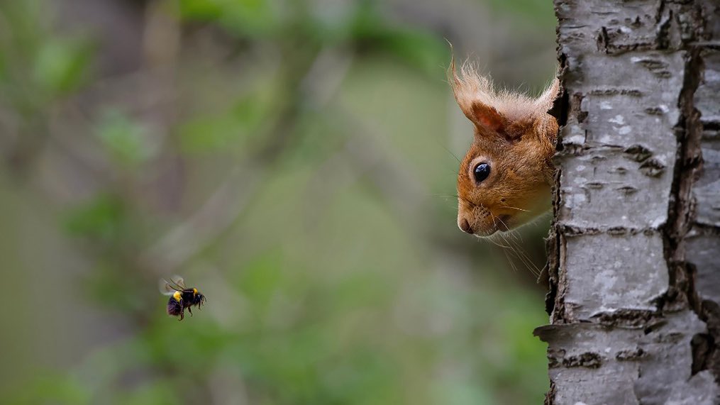 “Two different worlds in one interaction are captured beautifully here. The look of wonder and curiosity from the squirrel looking at the bee tells such a wonderful story” said judge & wildlife photographer Craig Jones ⬇️ buff.ly/3vxon0V @B_Strawbridge @StephenMoss_TV