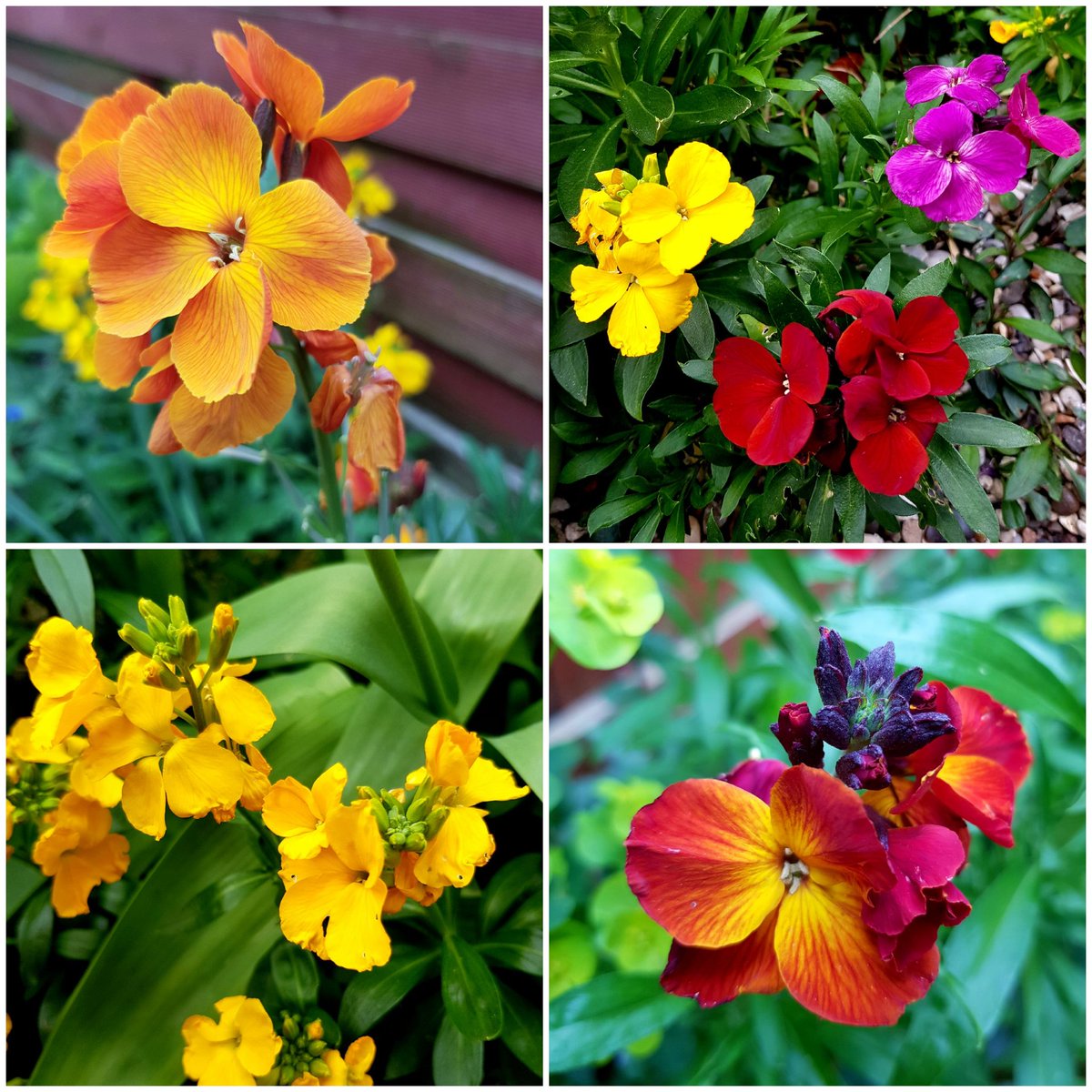 When I was young Wallflowers were the pride of many front gardens in the spring, I still love them.