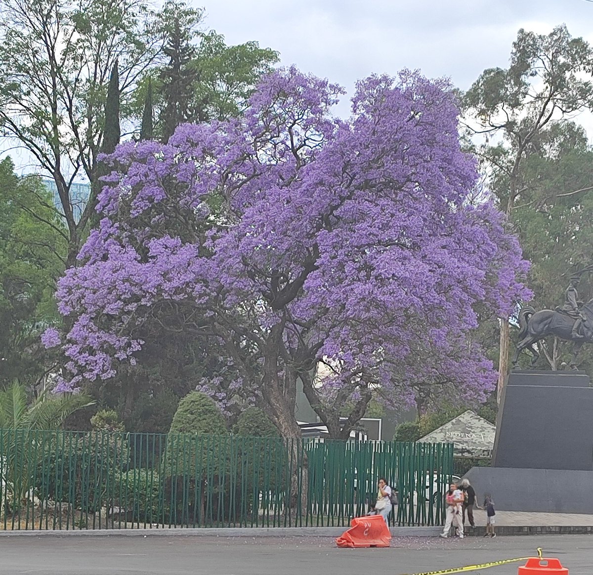 AlwaystennisGO's tweet photo. Hagamos un Hilo de Fotos de Jacarandas 😍 y dime de donde es
#AvReforma https://t.co/60hl9nxhsy