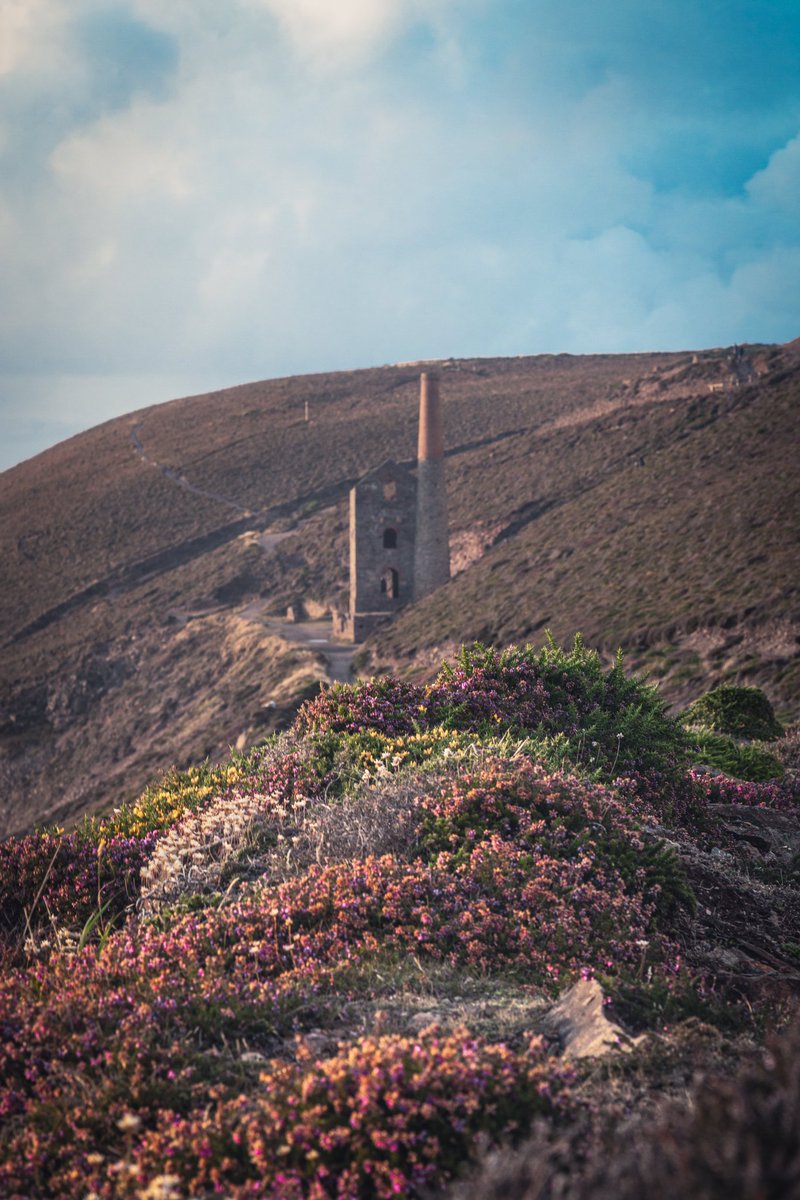 The gorse and heather in bloom at Wheal Coates last summer. #cornwall #photography #photooftheday #cornishmining