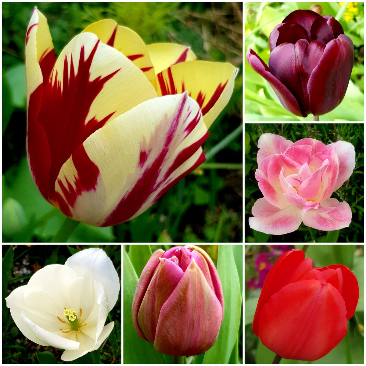 Tulip Fever...