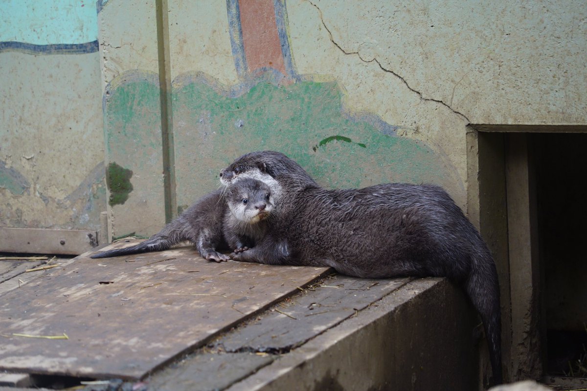 アザラシの子を見た後は智光山公園こども動物園へ行きカワウソの子供を見た。