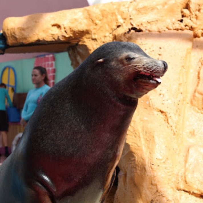 CONFIRMED: Mere months after he was to be confiscated from the park, Bud the California sea lion has died at the Miami Seaquarium. #RIP