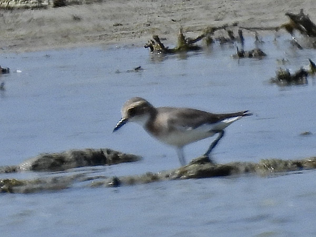 julianallen2009's tweet image. Day 7 A quiet day the only highlight was Greater sand Plover nr Larnaca