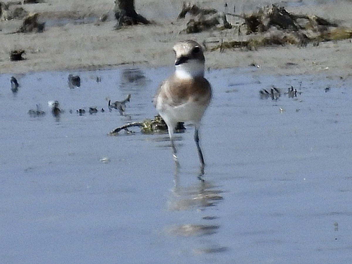 julianallen2009's tweet image. Day 7 A quiet day the only highlight was Greater sand Plover nr Larnaca