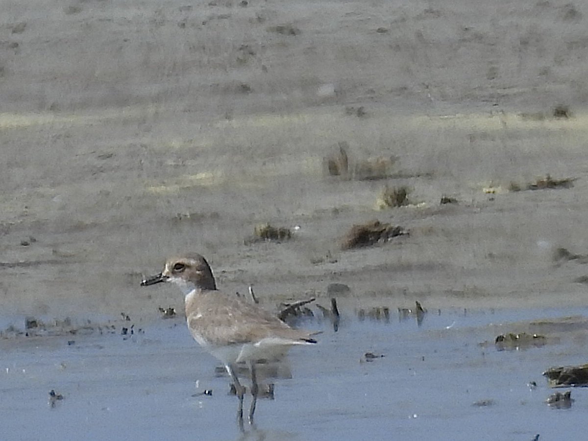 julianallen2009's tweet image. Day 7 A quiet day the only highlight was Greater sand Plover nr Larnaca