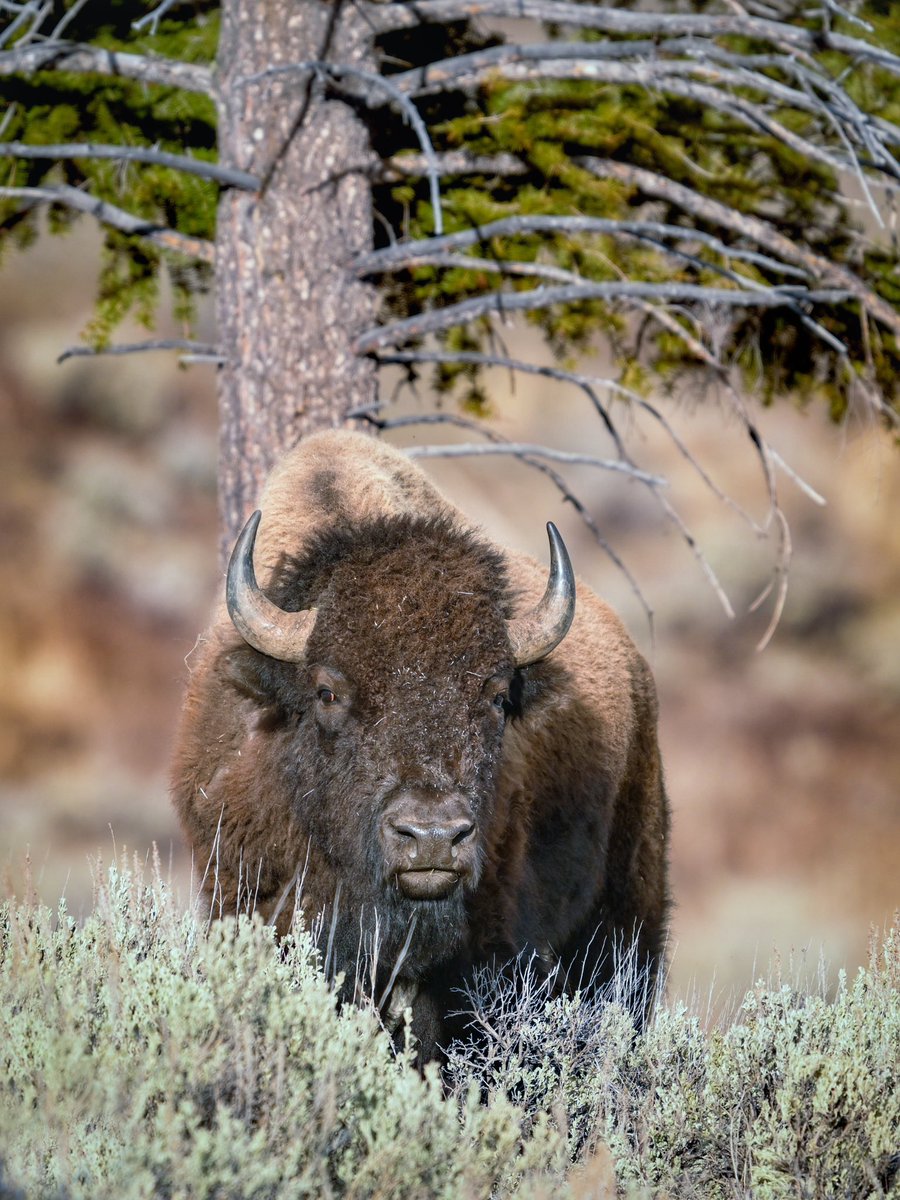 Always nice to visit <a href="/YellowstoneNPS/">Yellowstone National Park</a> 
No bears this time, but made some other friends 

#wildlifephotography