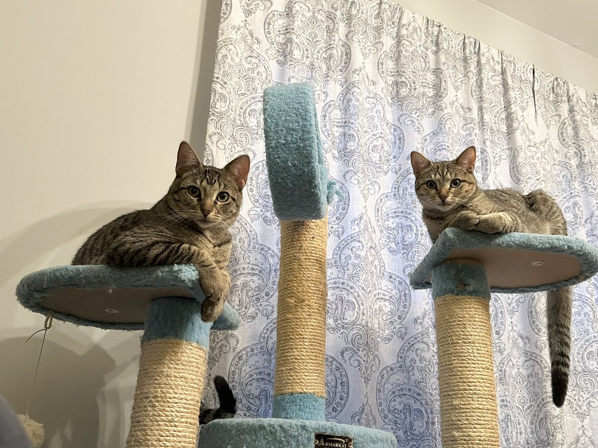 We still haven’t had any applications at all for our wobbly boy Ash, or his less wobbly sister Willow. Cedar’s adoption fell through so he, too, is still looking for a loving home. We know it’s hard to find the right home for cats with special needs, but it’s gotta be out there.