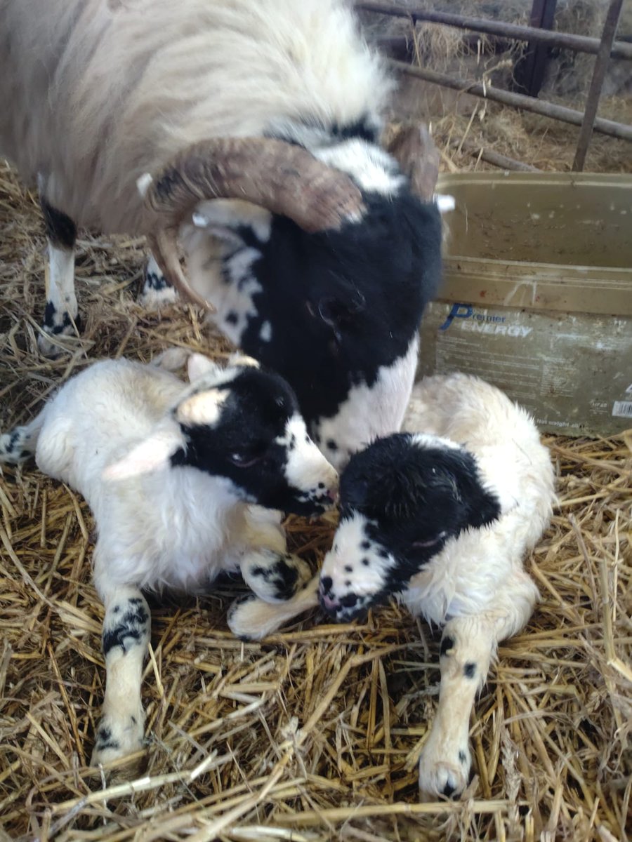 Another pair of twins born today!