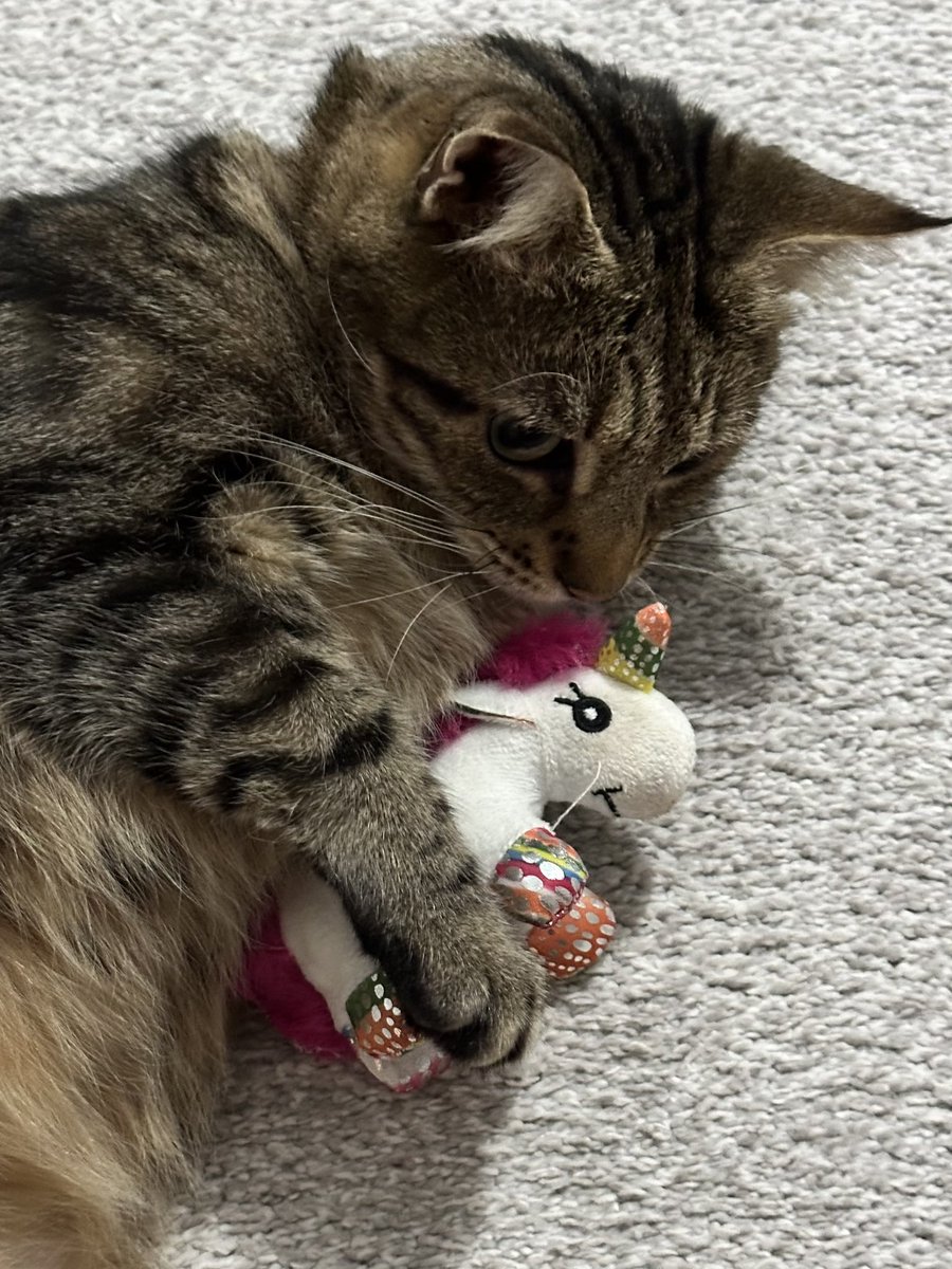 ***Time line cleanser*** Here’s my dear little three legged cat Wellie hugging his unicorn toy for you 🥰