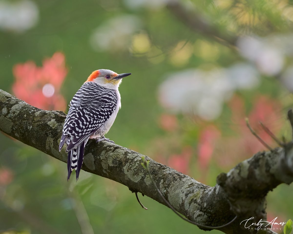 Colors of spring. Red-bellied Woodpecker. . ko-fi.com/corbyamos . linktr.ee/corbyamos . #birdphotography #birdwatching #BirdTwitter #twitterbirds #birdpics #BirdsofTwitter