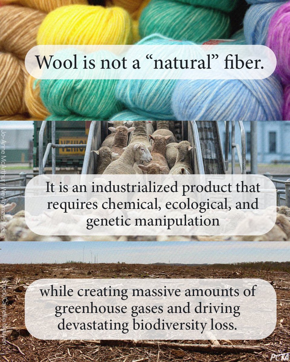 peta's tweet image. Don’t let the wool industry’s greenwashing fool you 👉 woolfacts.com/is-wool-sustai…