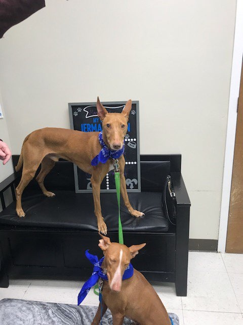 🐾Double the cuteness, double the love! Meet Baci and Marchello, our two beautiful Cirneco Dell'etna pups all the way from Sicily 🇮🇹 These loyal clients make the 15-20 mile journey from Woodbridge just to see Dr. Johnson 🚗 Now that's dedication! ❤️ #JermantownAnimalHospital...