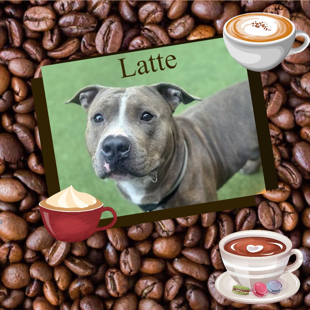 🐾2-y/o Latte came in a stray. Listed b/c licking his kennel bars & crying b/c he is lonely. Sensitive, shy, gentle, good on a leash. Neutral w/ strangers, wiggly w/ dogs. Available to foster or adopt. Needs offer by *4/06* nycacc.app/#/browse/196181