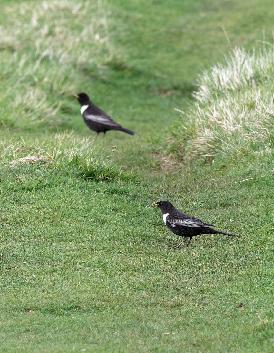 MarkDowie's tweet image. A late evening visit to @CleeveCommon - still basking in hazy sun, but difficult to bird with winds gusting upto 40mph. Regular spots duly checked with no success, but patient searching finally produced a notable count of 12 Ring Ouzels, feeding in a sheltered gully #GlosBirds