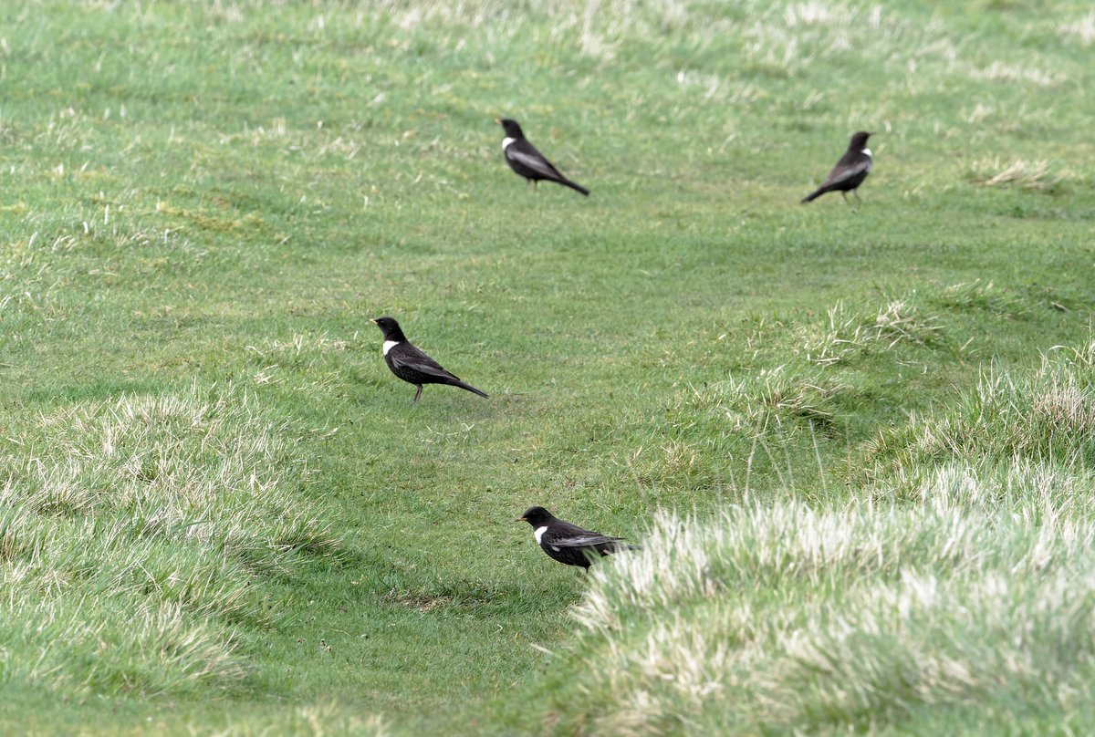 A late evening visit to @CleeveCommon - still basking in hazy sun, but difficult to bird with winds gusting upto 40mph. Regular spots duly checked with no success, but patient searching finally produced a notable count of 12 Ring Ouzels, feeding in a sheltered gully #GlosBirds