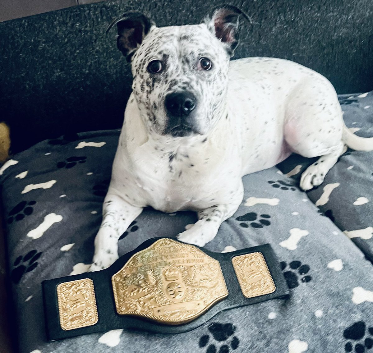 It’s a late night for me cos it’s #WrestleMania weekend I’m waiting to #FinishTheStory hope I stay awake for it @WWEUniverse @WWE #dogsofX #WWE #WrestleManiaXL