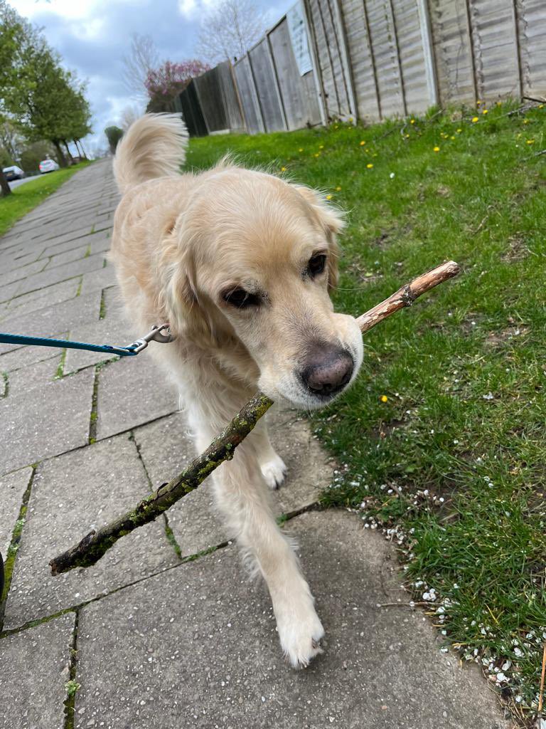 Just me and my stick #dogsoftwitter