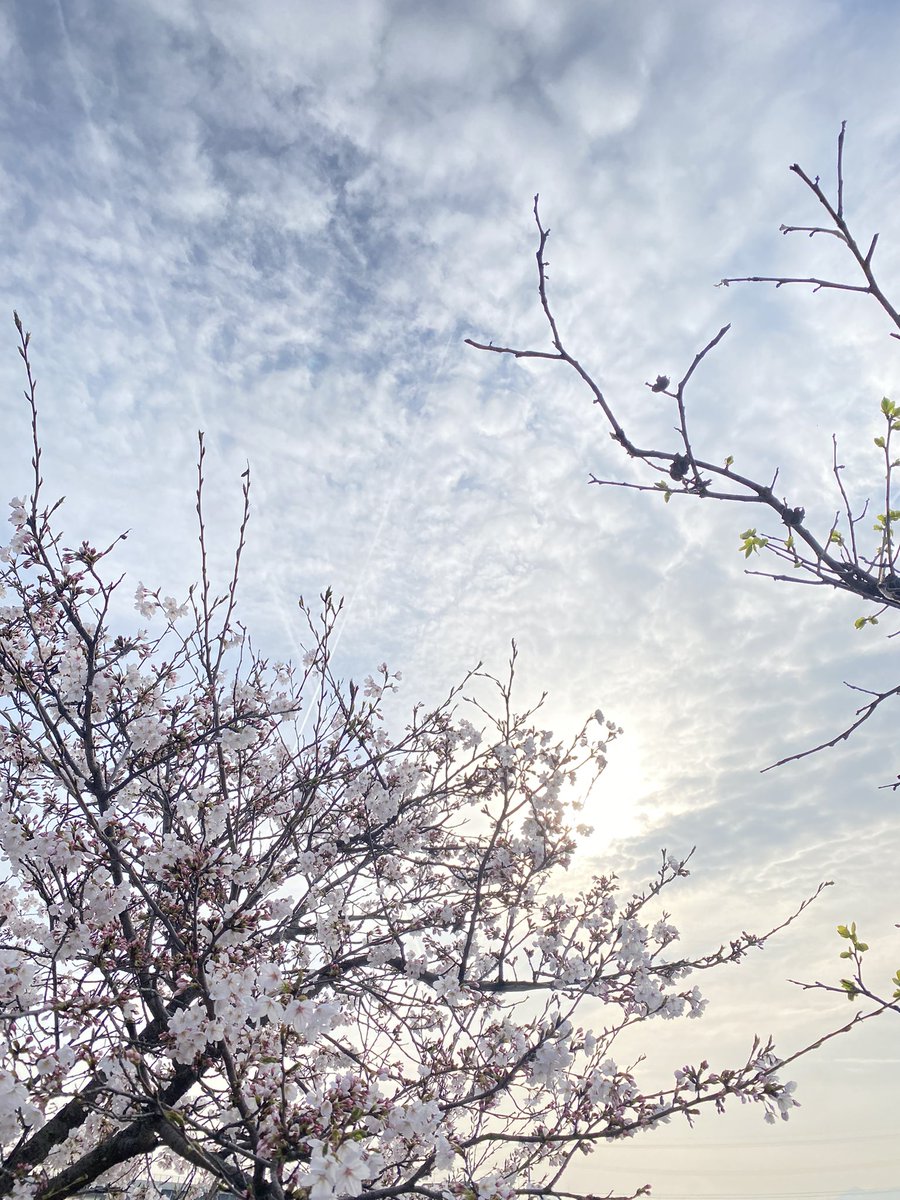 桜咲いたなぁ〜🌸