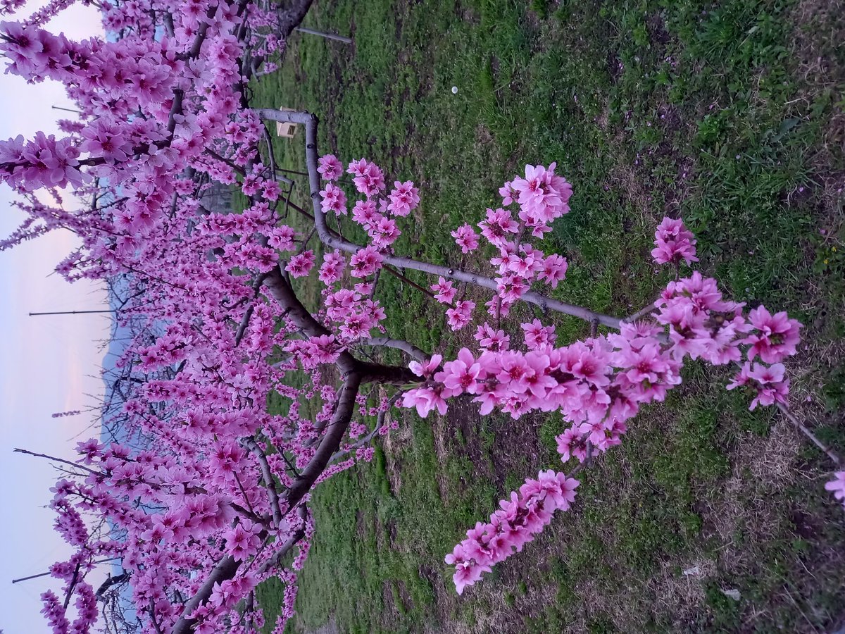 山梨県に桃の花を見に行って来ました！