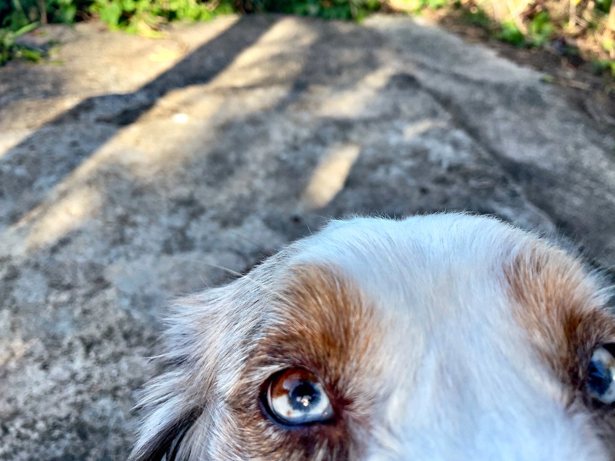 Learning how to take a selfie… not sure I did it correctly though 🤣😅
#zshq #dogsofx #petsarefamily #dogs #australianshepherds #dogsarefamily