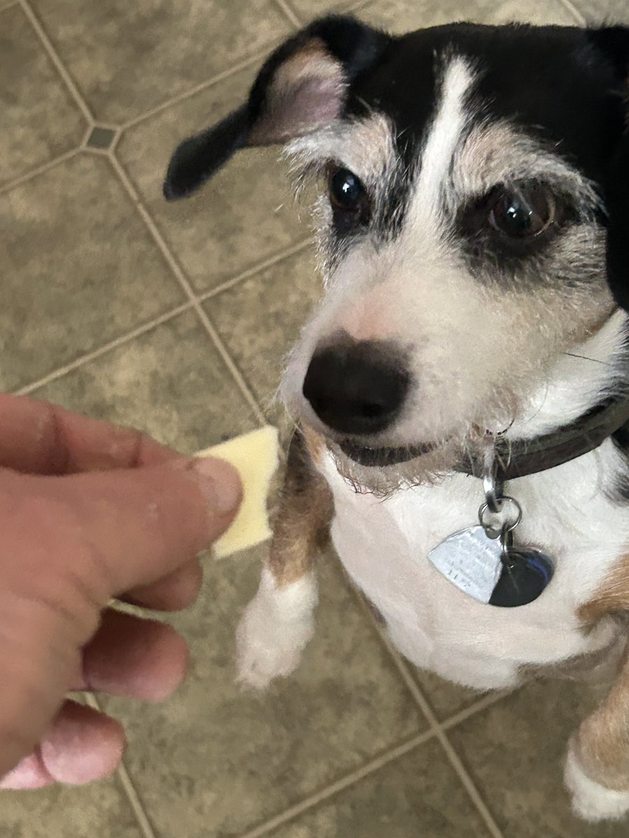 Cheese please? 🧀🙏🐶