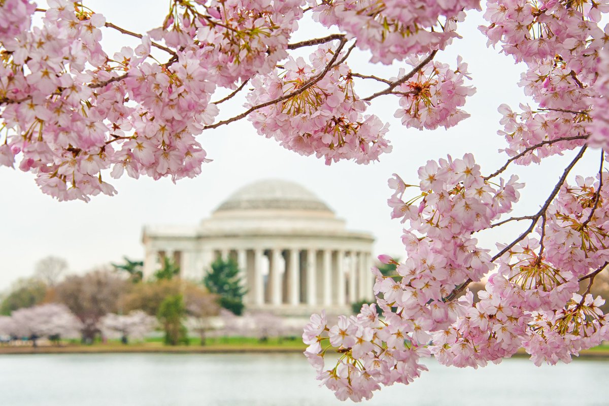 Did you know that 90 Cherry Trees are replaced on @TheNationalMall each year?? That costs major $$$. You can help by donating to the Adopt-a-Tree Campaign & enjoy #BloomCam when you do. 🌸🌸🌸 bloomcam.org/donate